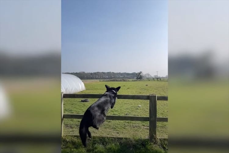 柵を飛び越える練習中のベルジアンマリノア。カッコよく飛び越えると思いきや、まさかの失敗！その転び方にヒヤッとしましたがケガはなかったそうです