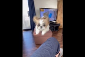 物静かな印象もあるシーズーが、忍法のような動きを見せて迫ってきた！！イメージと激しいギャップのある姿に大きな反響が！！