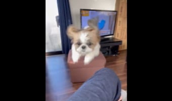 物静かな印象もあるシーズーが、忍法のような動きを見せて迫ってきた！！イメージと激しいギャップのある姿に大きな反響が！！