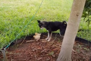 ヒヨコたちが親だと思っているのは、メンドリではなく犬だった！一緒になってチョロチョロ遊び回る光景にほっこり！