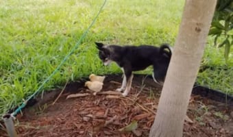 ヒヨコたちが親だと思っているのは、メンドリではなく犬だった!一緒になってチョロチョロ遊び回る光景にほっこり!