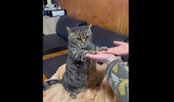 「飼い主さんの『せっせっせ』に付き合わされてるニャ」困っているけど、それでも遊びに付き合っていてくれている猫の姿に14万以上のいいねが！