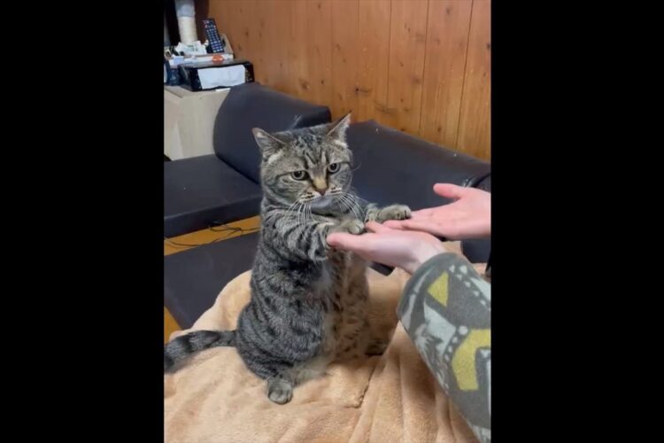 「飼い主さんの『せっせっせ』に付き合わされてるニャ」困っているけど、それでも遊びに付き合っていてくれている猫の姿に14万以上のいいねが！