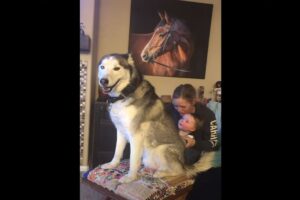 赤ちゃんにマッサージをしてもらって満更でもなさそうにしているハスキー。家族でくつろぐ癒しのひとときにほっこり