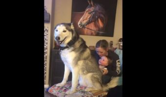 赤ちゃんにマッサージをしてもらって満更でもなさそうにしているハスキー。家族でくつろぐ癒しのひとときにほっこり