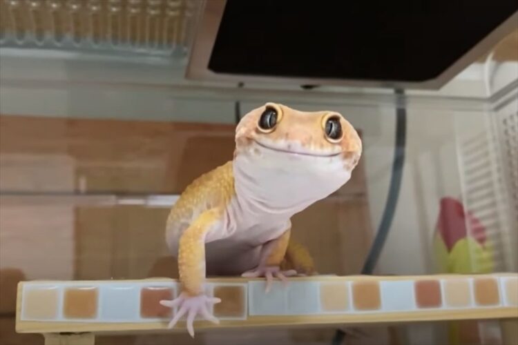 お腹を空かせたヤモリが差し出されたおやつを食べようとするも・・・、かわいらしいハプニングが発生しました！その動きは愛嬌にあふれています