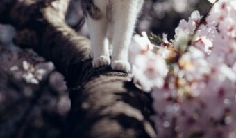 「桜の木で出会った猫がすごく美人だった」桜と猫のベストショットに11万件以上のいいねが寄せられる大きな反響が!!