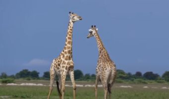 アフリカの広大な草原の中繰り広げられていたのは、キリン同士のガチンコ勝負!!特徴的な長い首をしならせてぶつけ合うその戦いはド迫力!!