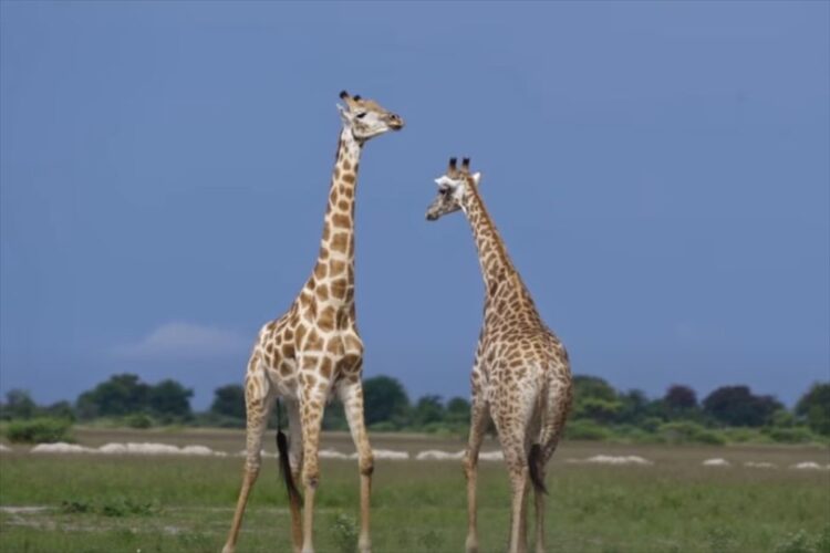 アフリカの広大な草原の中繰り広げられていたのは、キリン同士のガチンコ勝負！！特徴的な長い首をしならせてぶつけ合うその戦いはド迫力！！