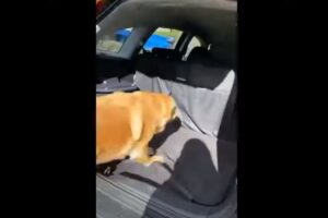 ドライブが楽しみすぎる！！テンションが上がりすぎた愛犬。車内に元気よく飛び乗った結果、勢いが余りすぎてしまったようです