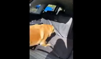 ドライブが楽しみすぎる！！テンションが上がりすぎた愛犬。車内に元気よく飛び乗った結果、勢いが余りすぎてしまったようです