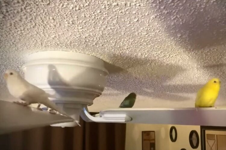 まるでメリーゴーランドに乗っているみたい！クルクルと回転しているシーリングファンの上にいるインコたちがなんだか楽しそうにしています