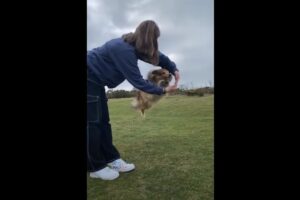 女性が両手で大きな輪を作ると・・・、シェットランド・シープドッグがその輪の中をくぐり抜ける、鮮やかなジャンプを披露しました！！