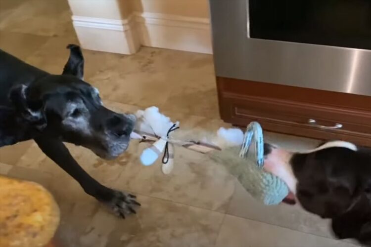 ぬいぐるみを取り合うグレートデーン。お互いに力いっぱい引っ張りあった結果・・・、無残な結末を迎えることになりました