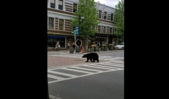 繁華街にクマがあらわれた!・・・と思ったら?右往左往したり、木の陰に隠れたりと人間の街にビクビクしているみたいです【アメリカ・動画】