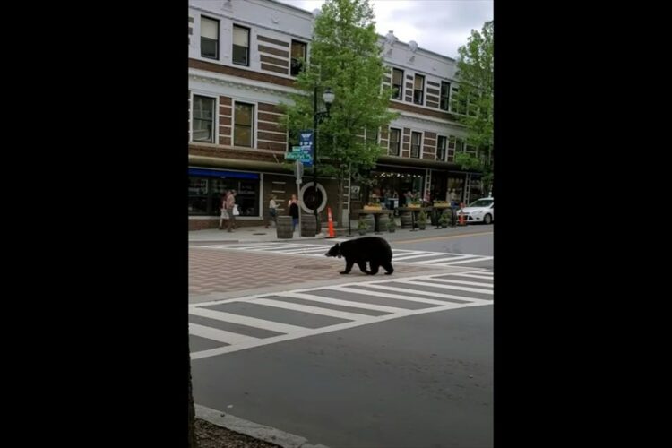 繁華街にクマがあらわれた！・・・と思ったら？右往左往したり、木の陰に隠れたりと人間の街にビクビクしているみたいです【アメリカ・動画】