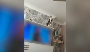 天井からぶら下がるシーリングファンが気になる猫。思い切って飛び乗ると、シーリングファンは大回転をしはじめました!