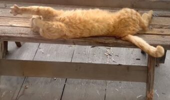 ゴロリと寝転がりお昼寝中の猫。寝返りを打つと、落下してしまいましたが・・・・、見事な着地を決めました!その姿がTwitterで大評判!!