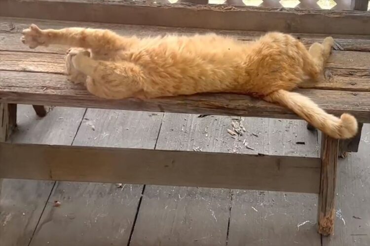 ゴロリと寝転がりお昼寝中の猫。寝返りを打つと、落下してしまいましたが・・・・、見事な着地を決めました！その姿がTwitterで大評判！！