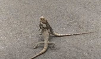 白昼堂々、表で取っ組み合いのケンカ？！ド派手はストリートファイトを繰り広げていたのは・・・、なんとトカゲでした！！