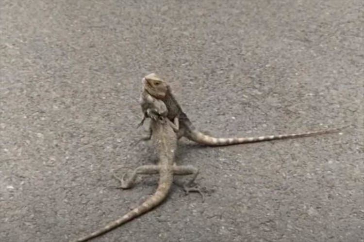 白昼堂々、表で取っ組み合いのケンカ？！ド派手はストリートファイトを繰り広げていたのは・・・、なんとトカゲでした！！