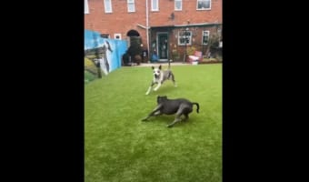 男の子に連れられて散歩に出ていた犬たち。もうお家に着いて散歩は終わりなのですが、パワフルな2匹はこの後トンデモナイことを引き起こしました!!