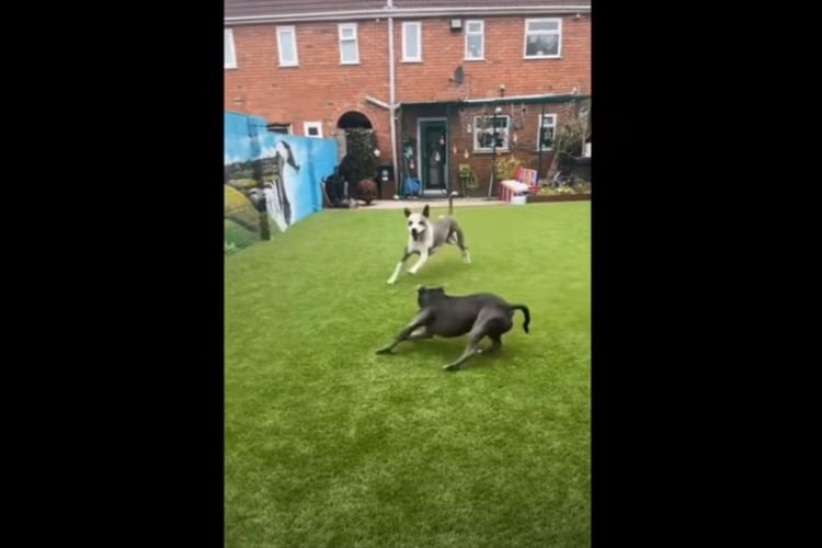 「まだまだ若いモンには負けないワン！」年配だという犬が、スピードの乗ったキレ味鋭い切り返しを見せつけます！！