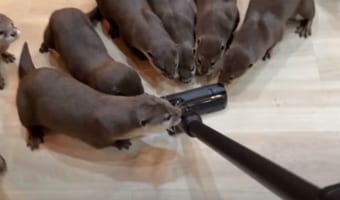 みんな掃除機が気になって仕方ない?カワウソたちが掃除機をワラワラワラと追いかけたり、急に迫ってきてビックリしたり!!