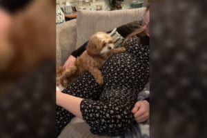 生まれる前からベストフレンド！2匹のキャバプーと赤ちゃんがともに成長する様子にほっこり