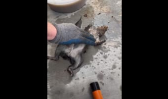 プールで発見され命の危機があったリスを救助！目を覚まし元気を取り戻すと数時間後には森へ帰っていきました