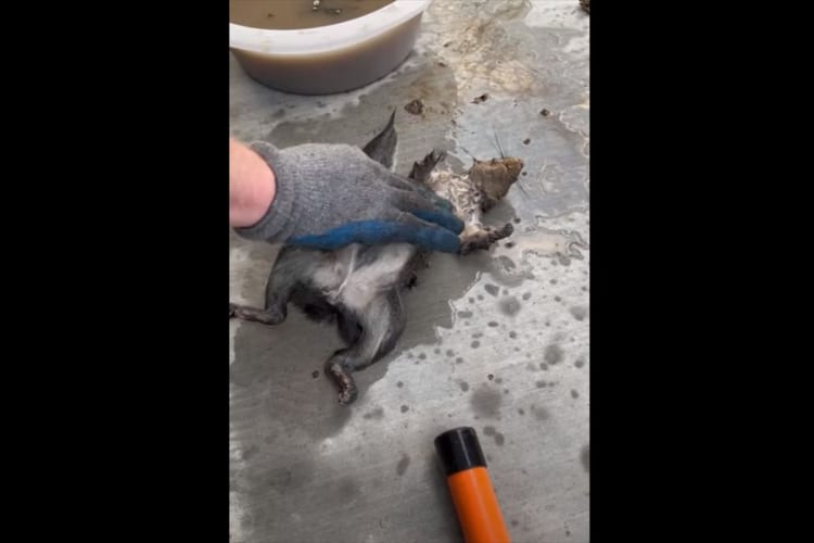 プールで発見され命の危機があったリスを救助！目を覚まし元気を取り戻すと数時間後には森へ帰っていきました