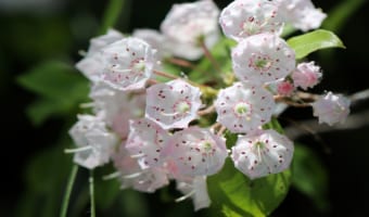 「カルミア」とはどんな花?可憐なその花のイメージとは異なる花言葉も!!
