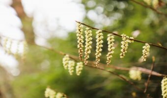 キブシとはどんな花？その花言葉や名前の由来は？