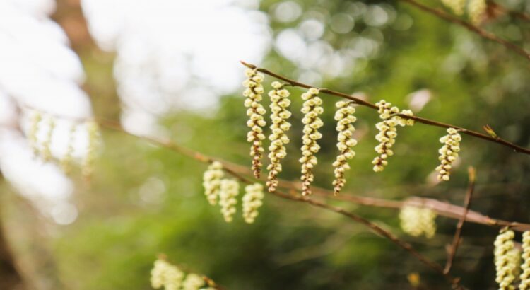 キブシとはどんな花？その花言葉や名前の由来は？