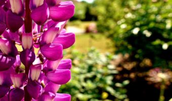 キンギョソウの花言葉は?その名前の由来は、花の形状が金魚を思わせたから?