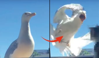 「ごはんをください」と日課で窓辺に姿をあらわしたカモメ。ところが、このカモメに災難が続き、ごはんをもらわず慌てふためいて逃げる羽目に!!