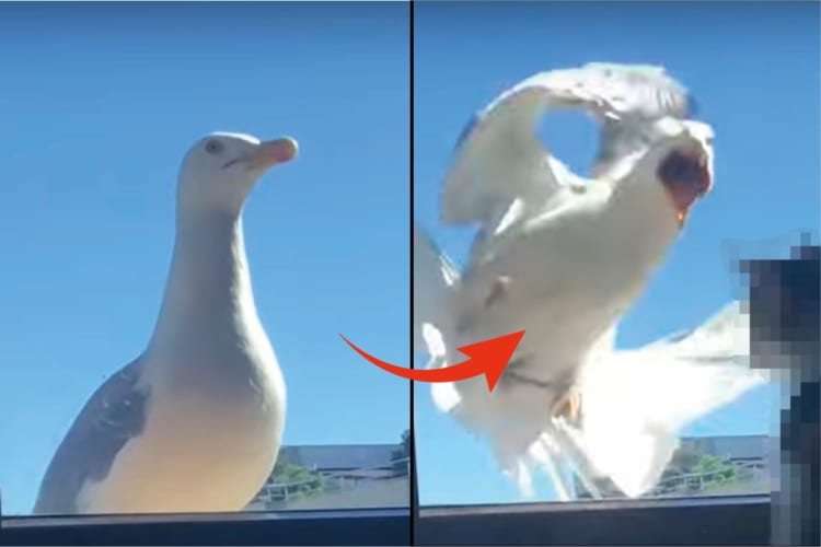 「ごはんをください」と日課で窓辺に姿をあらわしたカモメ。ところが、このカモメに災難が続き、ごはんをもらわず慌てふためいて逃げる羽目に！！