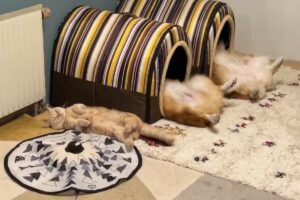 「ハウスもういっこ買うか・・・」コーギーの兄妹と仲良く一緒に“ヘソ天”している猫。みんなで揃って寝ている姿に大きな反響が！！