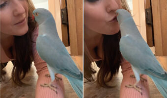 ママとインコのラブラブタイム。キスを交わしたり、「キュートだね」なんて褒め合ったり、まるでカップルのようです!