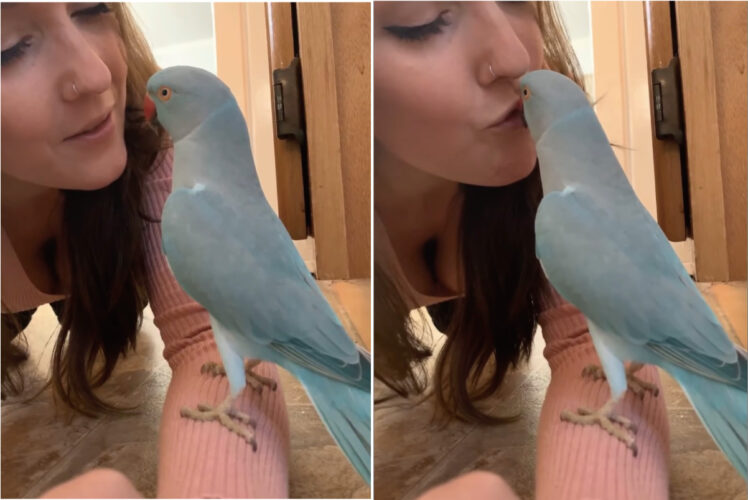 ママとインコのラブラブタイム。キスを交わしたり、「キュートだね」なんて褒め合ったり、まるでカップルのようです！
