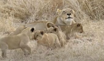 ライオンの子供たちは、お母さんにベッタリ!ライオンたちがのんびりと家族団らんの時間を過ごしている光景にほっこりです【海外・動画】