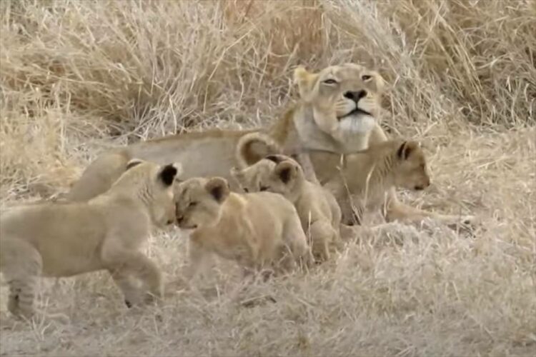 ライオンの子供たちは、お母さんにベッタリ！ライオンたちがのんびりと家族団らんの時間を過ごしている光景にほっこりです【海外・動画】