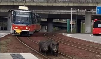 路面電車がホームに入ってくると思ったら・・・、その前をイノシシの家族が走ってる？！ビックリするけどなんともほんわかする光景です