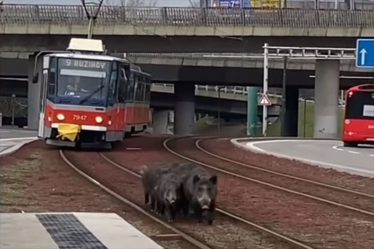 路面電車がホームに入ってくると思ったら・・・、その前をイノシシの家族が走ってる？！ビックリするけどなんともほんわかする光景です