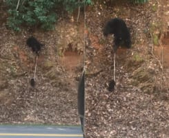 急な斜面を登れなくて困っている子グマ。そんな子グマを助けようとお母さんクマもいろいろ手を打ってみるのですが、むしろとんでもないことに！！