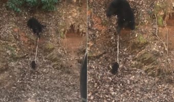 急な斜面を登れなくて困っている子グマ。そんな子グマを助けようとお母さんクマもいろいろ手を打ってみるのですが、むしろとんでもないことに!!