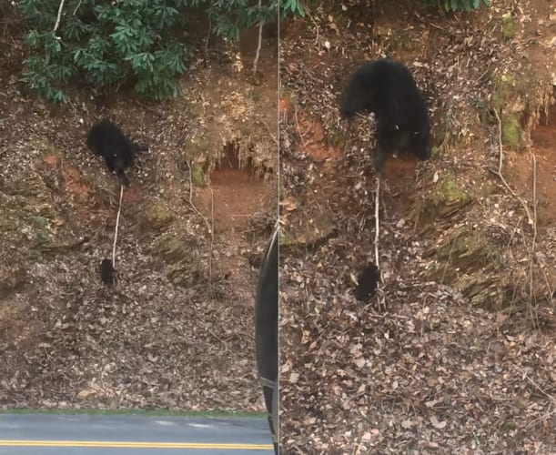 急な斜面を登れなくて困っている子グマ。そんな子グマを助けようとお母さんクマもいろいろ手を打ってみるのですが、むしろとんでもないことに！！