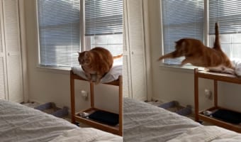 体のまんまるな猫。ジャンプしてベッドに移動しようと考えているようですが・・・成功するでしょうか？
