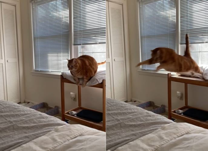体のまんまるな猫。ジャンプしてベッドに移動しようと考えているようですが・・・成功するでしょうか？