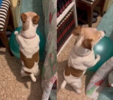 大きなボールで遊びたいジャックラッセルテリア。しまわれていたボールを引っ張り出そうとする姿が、なんだか逆再生を見ているみたい！！